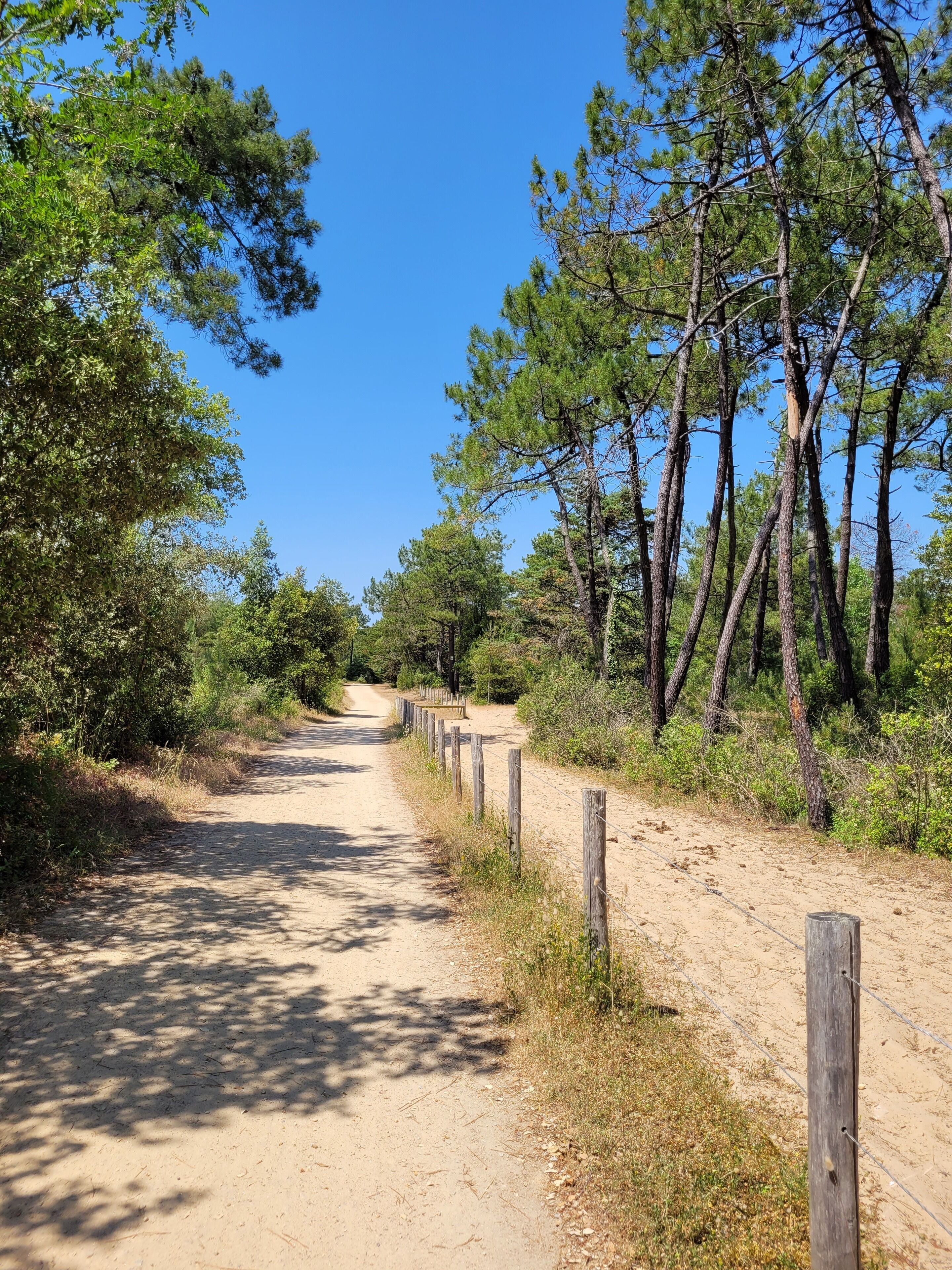 Un sentier de terre bordé d’arbres et d’une clôture en bois.