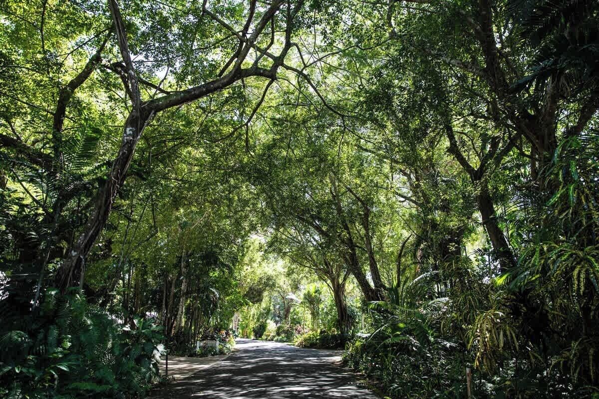A pathway through a dense forest with tall trees and lush greenery.