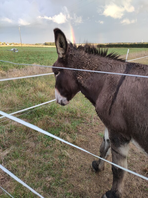 Un burro de pie detrás de una cerca de alambre en un campo cubierto de hierba, con un arcoíris al fondo.