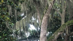 A house with a large tree in front, a yellow exterior, and a signboard with contact information. - Charming Bungalow suite in Peaceful Sea Palms (St. Simons Island)
