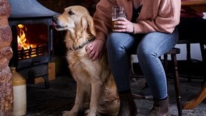A person sitting next to a dog in a cozy indoor setting with a fireplace. - The Martlet Inn (Wellington)