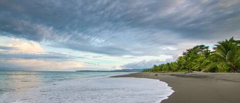 A beach with a sandy shore and palm trees.