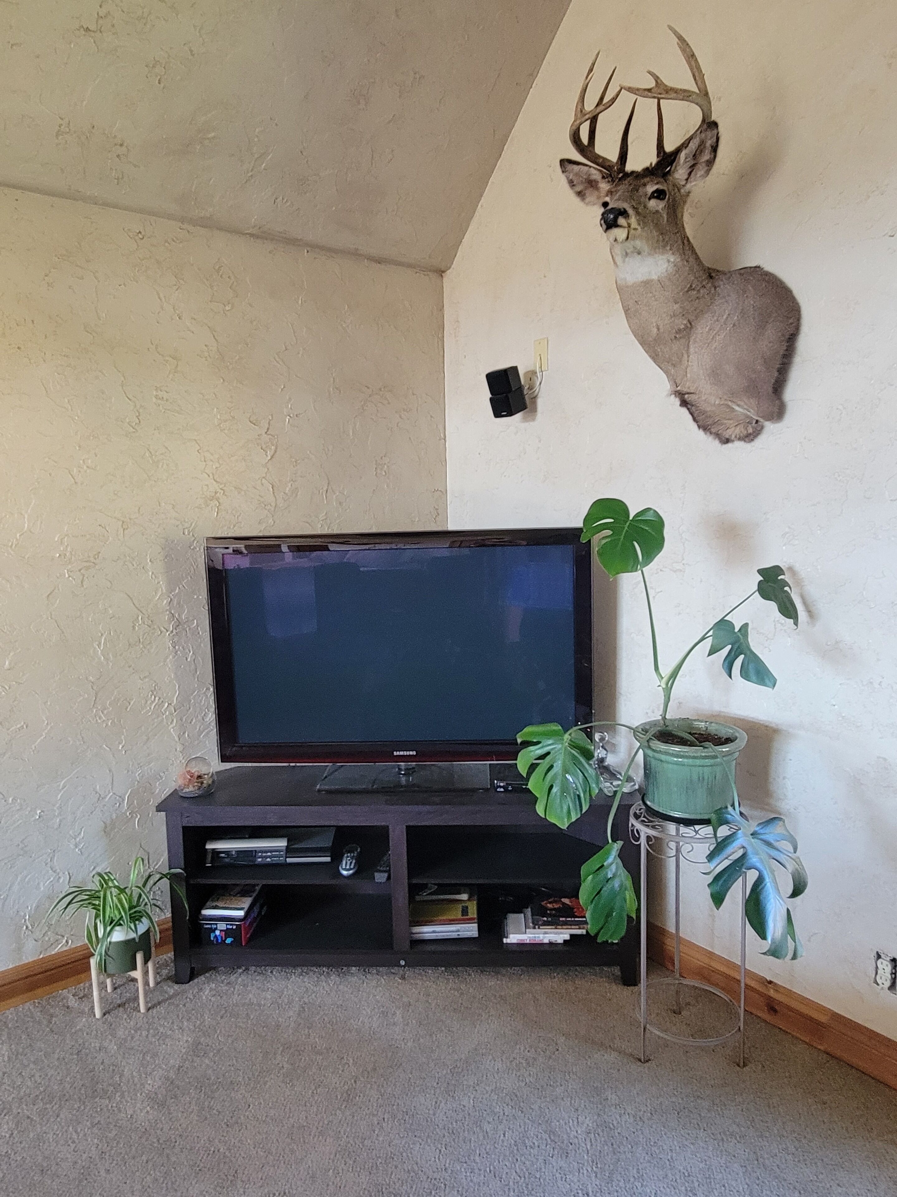 Un saló amb un cap de cérvol penjat a la paret, un televisor de pantalla plana sobre un suport i diverses plantes en testos.