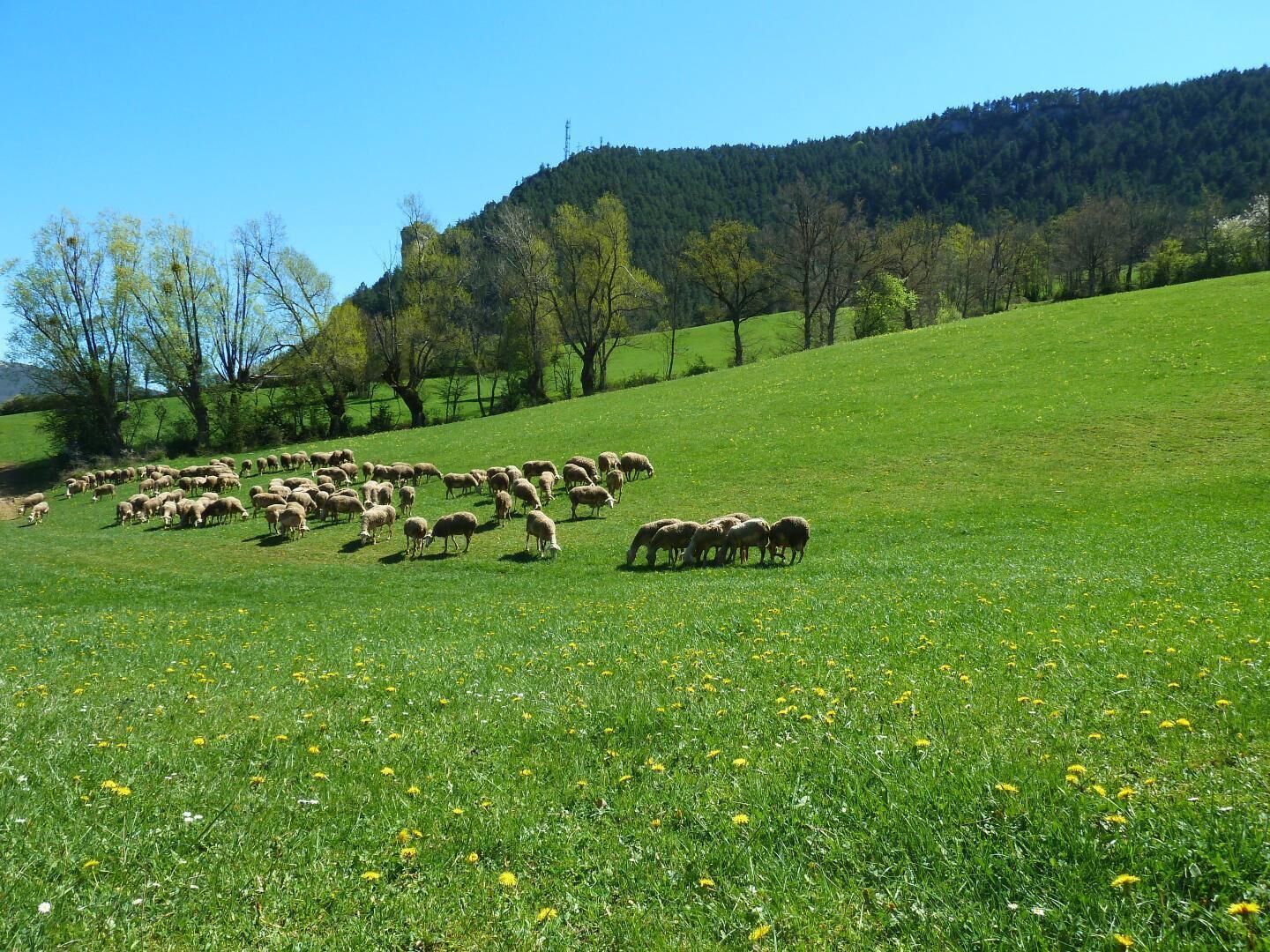 A green field with a flock of sheep grazing.