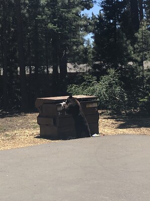 Property grounds - 70's Cabin/Condo (Tahoe City)
