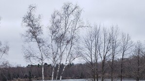 A grassy area with a lake and leafless trees in the background.