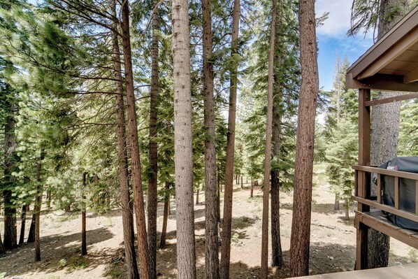 Waldlandschaft mit hoch aufragenden Bäumen und einem Holzkonstrukt mit einer Bank.