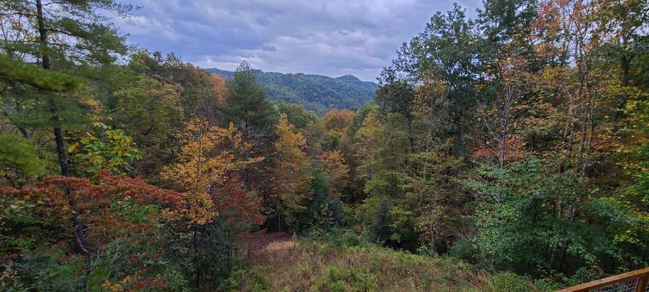 A forested area with a variety of trees and a mountain in the background.