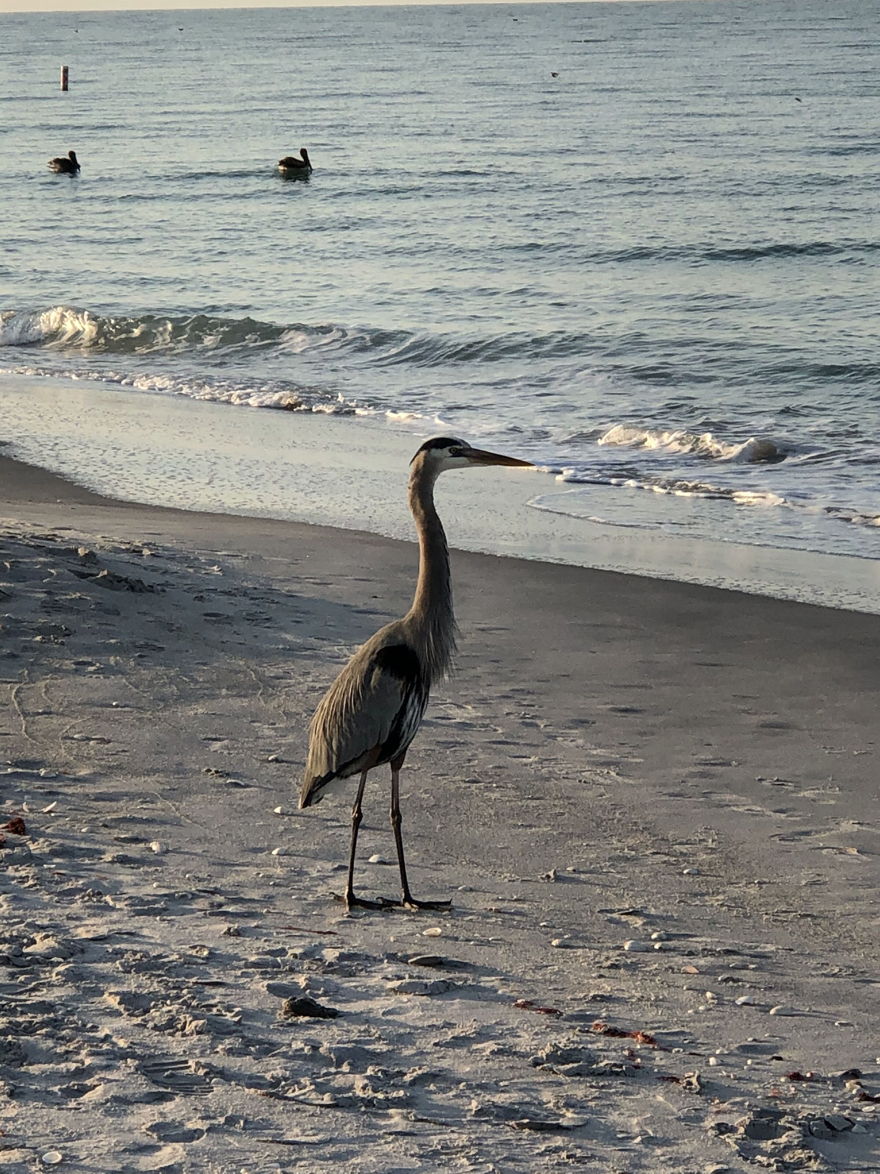 A bird standing on a sandy beach with the ocean in the background.