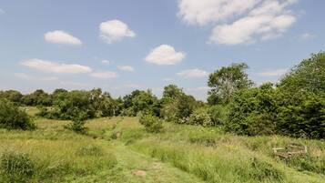 A grassy field with a path leading through it, surrounded by trees and bushes.