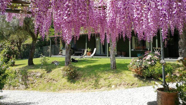 Un jardí amb una pèrgola plena de flors púrpures, un camí pavimentat i una zona d'estar amb taula i cadires.