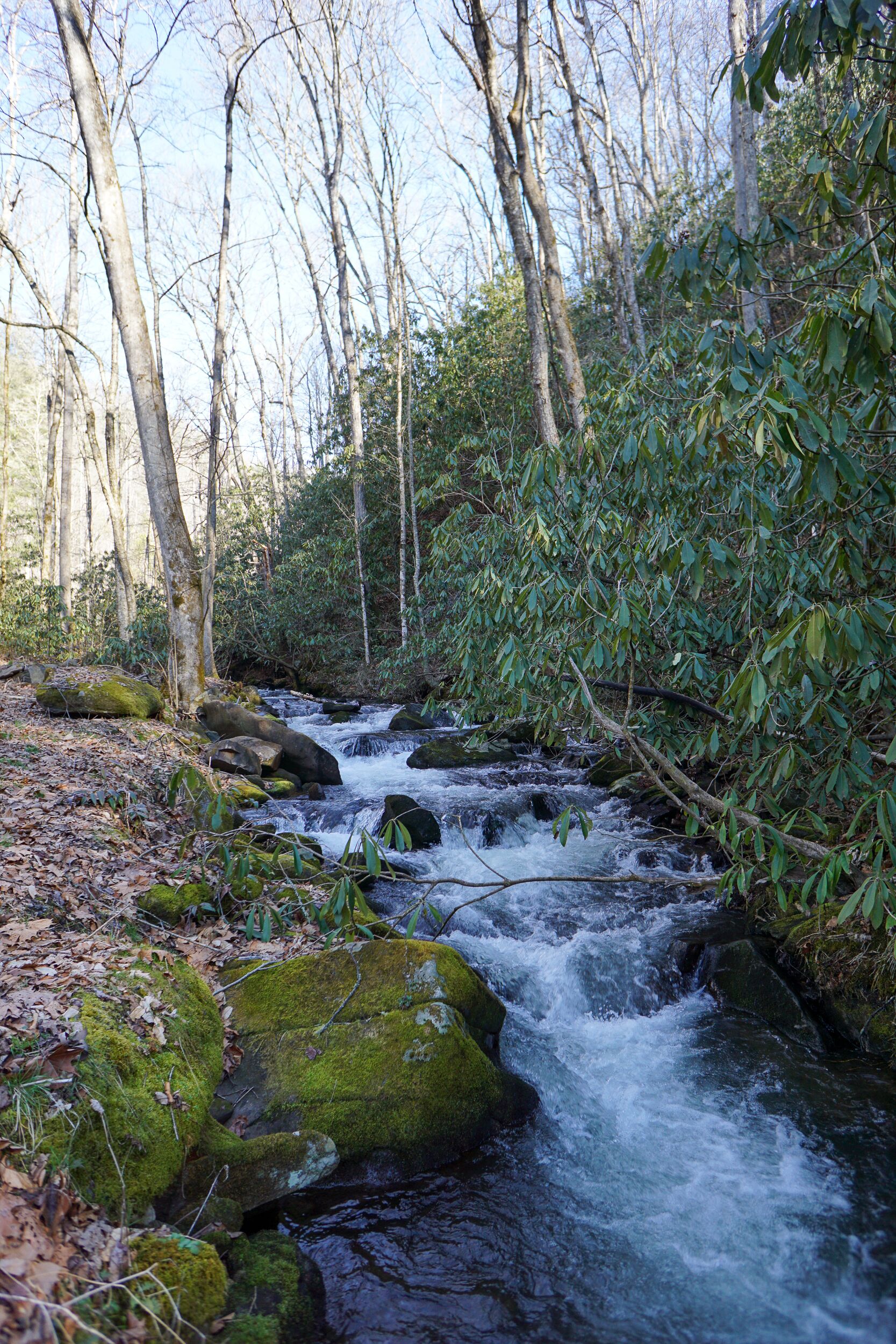 A natural stream flowing through a forested area with rocks and moss-covered stones.