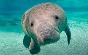 A manatee swimming underwater. - 2,2 Stilted House on private peninsula. Renovated June '23.  (Homosassa)