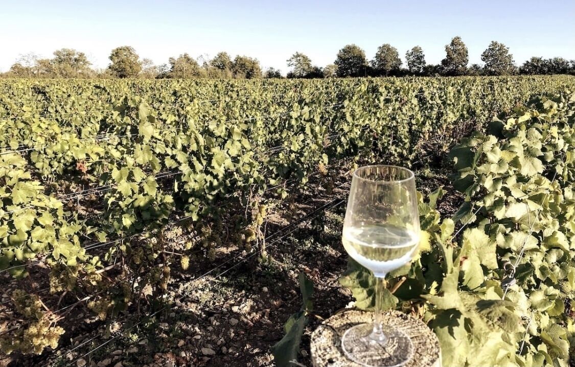 Een wijngaard met rijen druivenstokken en een glas witte wijn op een stenen oppervlak.