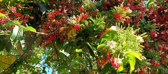 2 bedroom spacious house (upstairs unit) in the heart of Hilo town