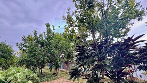 A garden with various trees and plants, including a prominent tree with large leaves and a smaller tree with red foliage.