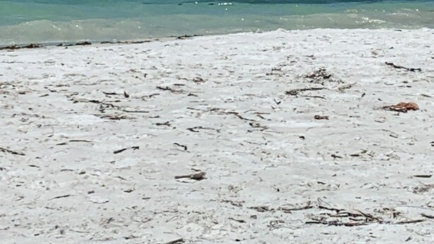 A beach with clear turquoise water and white sand. - Paradise awaits! (Sarasota)