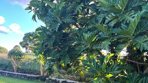 A lush green lawn with a stone wall and trees. - Puakenikeni Hilo Hale (Hilo)
