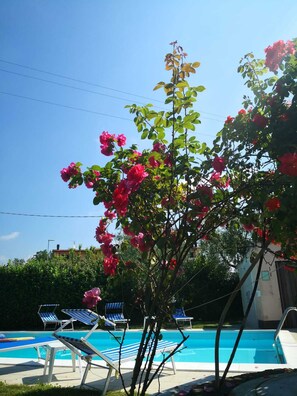 Indoor pool, outdoor pool - Villa Franco (Castelfranco di Sotto)