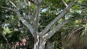 Un grand arbre aux racines épaisses et au feuillage dense, situé dans un espace aménagé avec un chemin pavé.