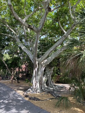 Ein großer Baum mit kräftigen Wurzeln und dichtem Blätterwerk in einer gepflegten Grünanlage mit einem befestigten Weg.