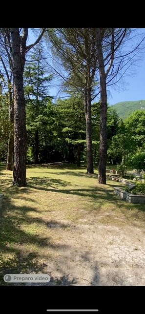 Escape to a serene oasis surrounded by lush greenery and tall trees.