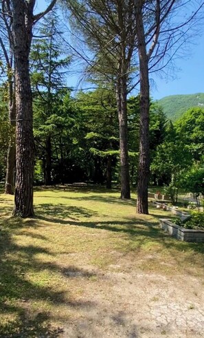 A natural outdoor area with tall trees and a grassy path.