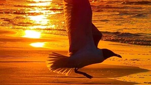 Een zeesterrenvogel vliegt boven een strand bij zonsondergang, met de zon laag aan de horizon.