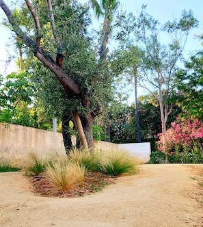 Stroll through a serene garden with a meandering pathway, surrounded by lush trees and ornamental grasses.