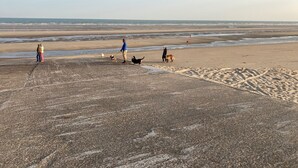 A beach with people and dogs. - Studio vue sur mer Avec Piscine Interieure (La Panne)