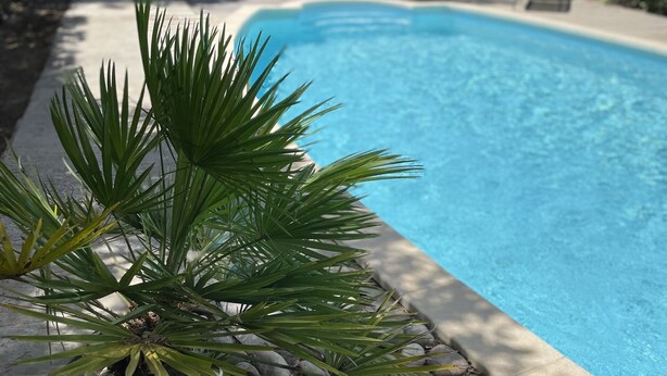 A swimming pool with a palm plant in the foreground and a patio area with chairs and a table in the background.