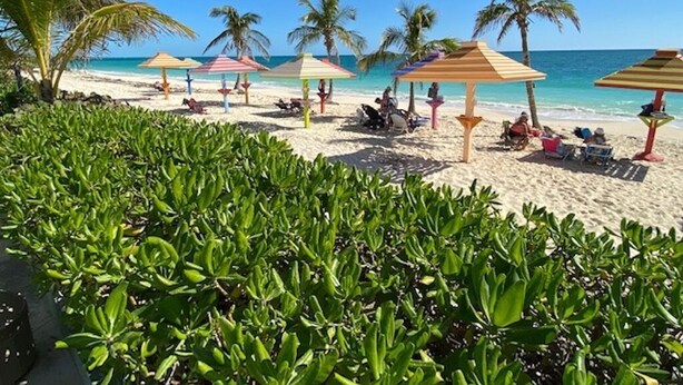 Een strand met palmbomen, parasols en ligbedden.