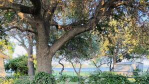 Juego de mesa y sillas metálicos al aire libre debajo de un árbol, con vista a un cuerpo de agua y un edificio al fondo.