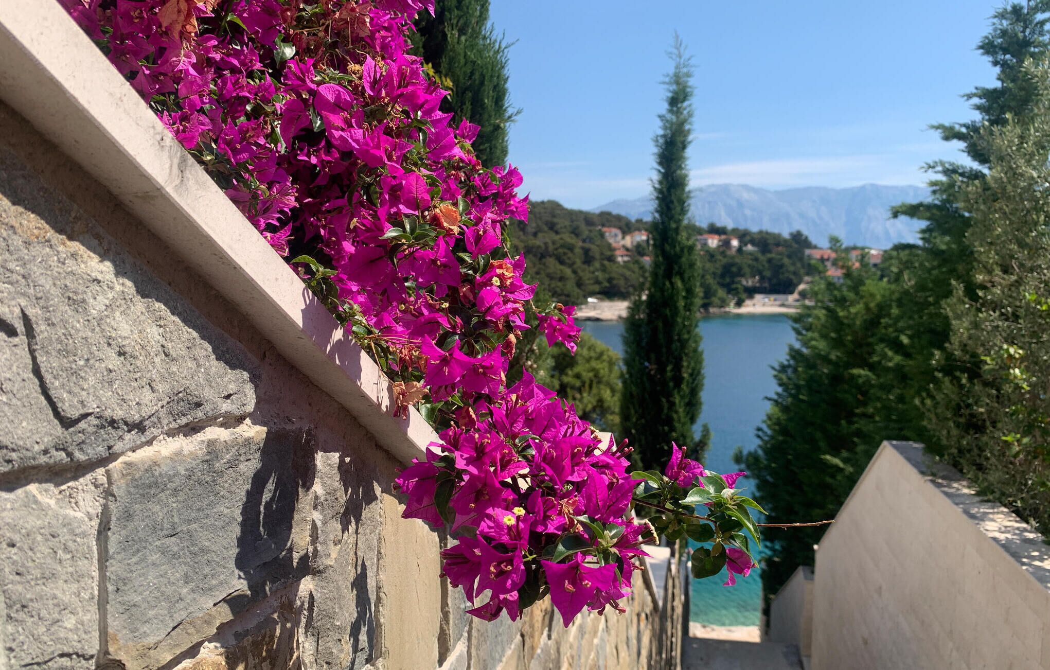 A stone wall with vibrant pink bougainvillea flowers.
