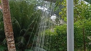 Property grounds - Fern Lodge Self Catering (La Digue)