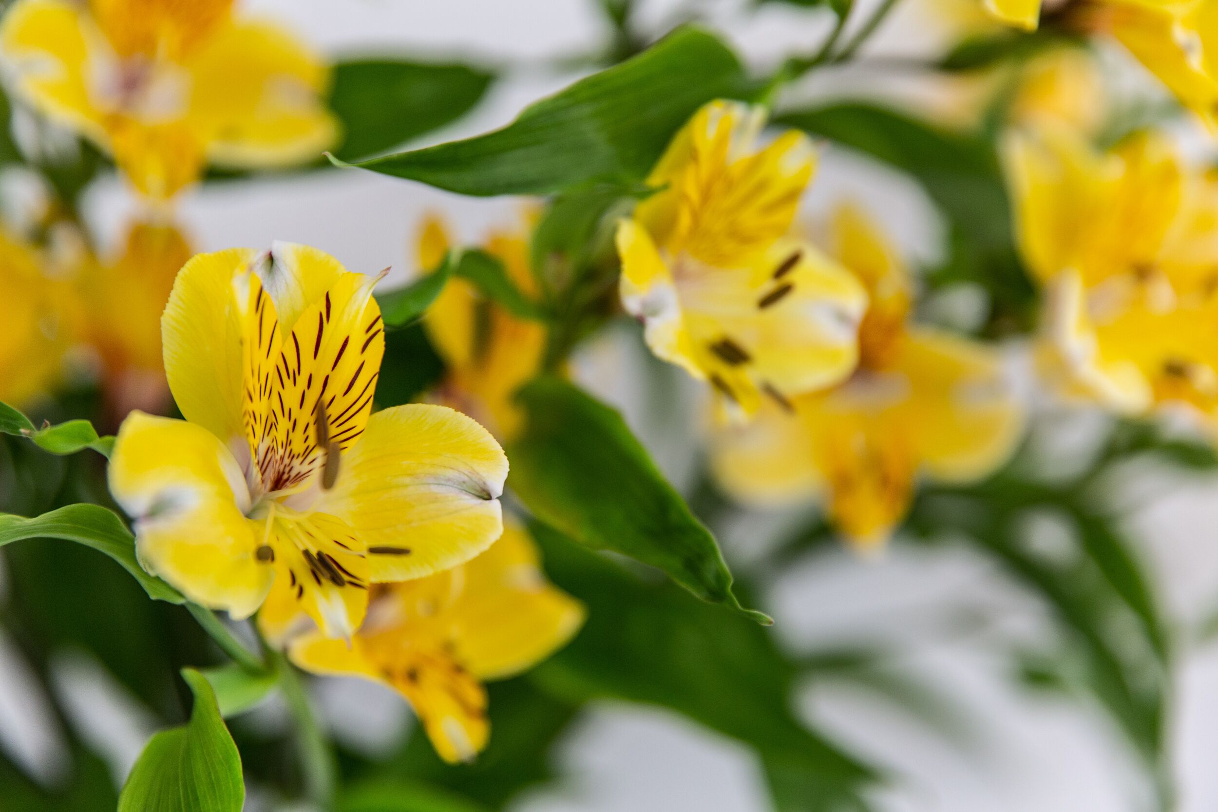 A private rural cottage close to beaches and Whitemark township — image 15