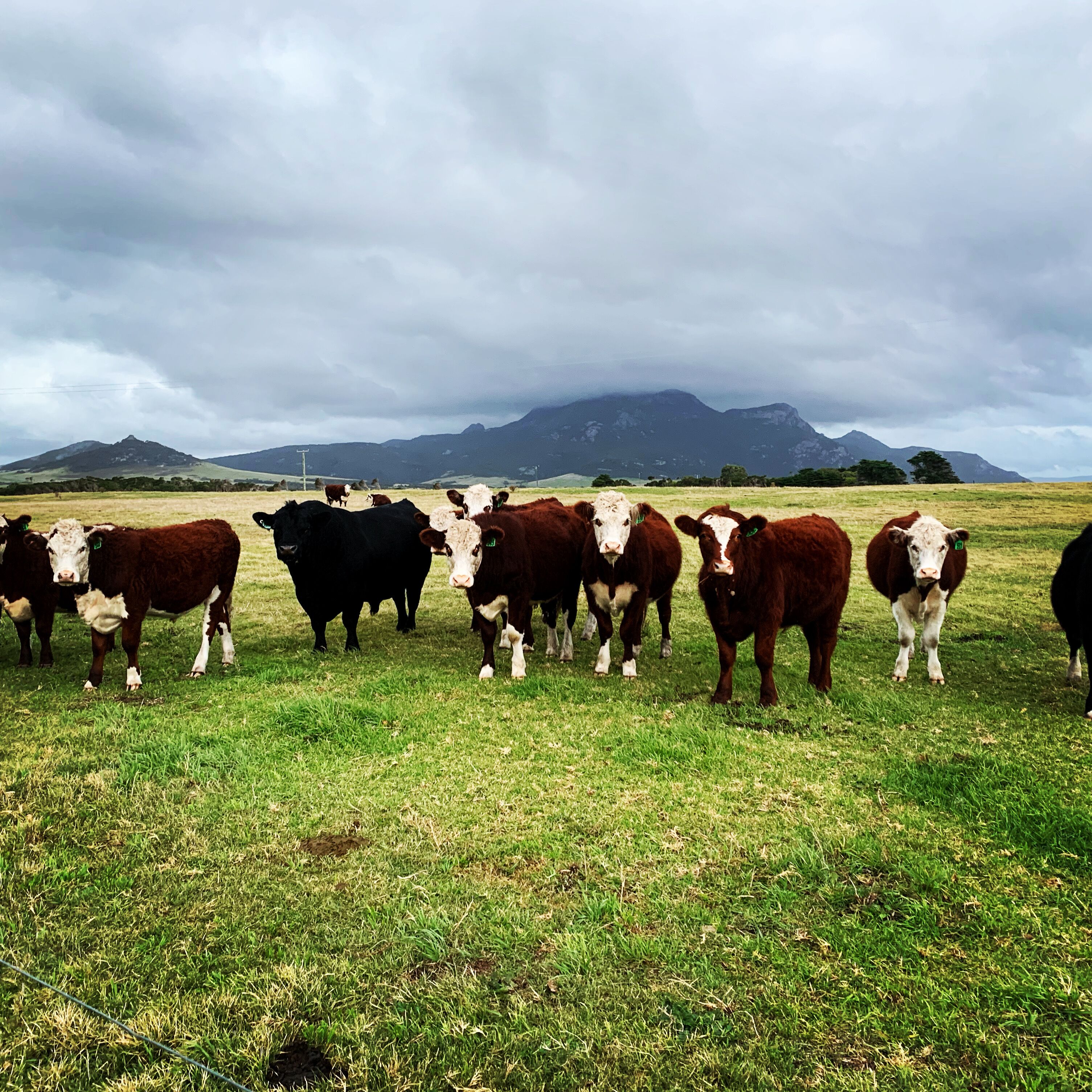 A private rural cottage close to beaches and Whitemark township — image 19