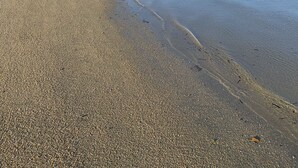 Una spiaggia con un molo di legno che si protende in acque calme.