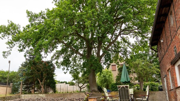 A patio with a swing chair, a table with chairs, and a large tree providing shade. - Duggis Feriendomizil - Ferienwohnung (Wolgast)