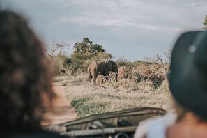 A vehicle with a person in the foreground and an elephant in the background. - Waterbuck Lodge (Hoedspruit)