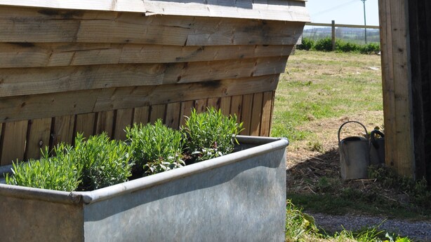 A wooden building with a large window and a planter with green plants in front. - Cosy Rural Lodge at Goldhill Glamping - Sleeps 4 (Shaftesbury)