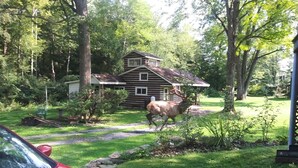 A rustic cabin surrounded by a lush green landscape with a large elk in the background. - Reduced to 110.00 March-July  week nites (Weedville)