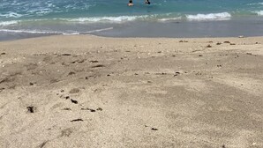 A beach with clear skies and calm waters. - Ocean view oasis (Jensen Beach)