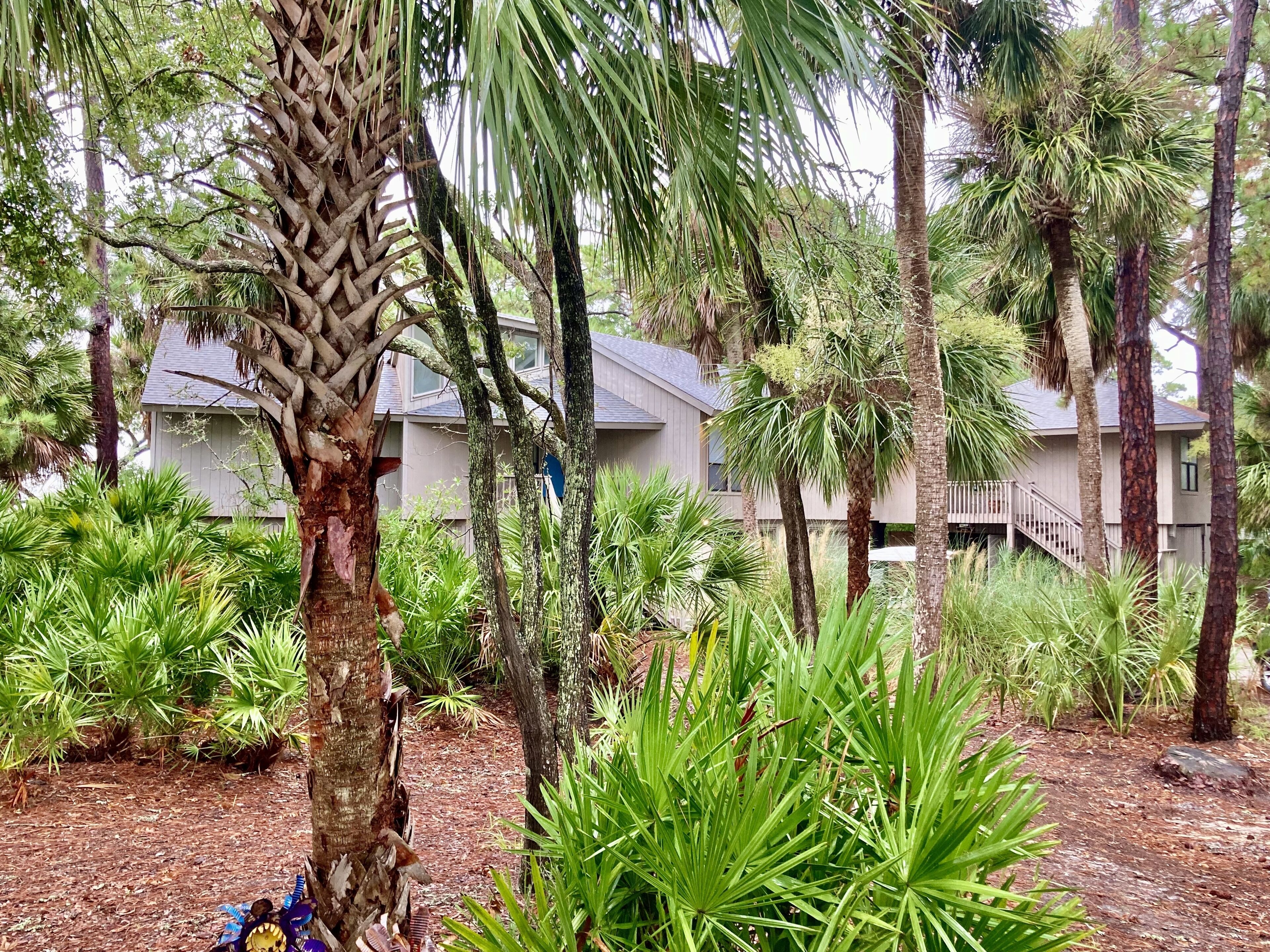 A lush garden with palm trees and various tropical plants.