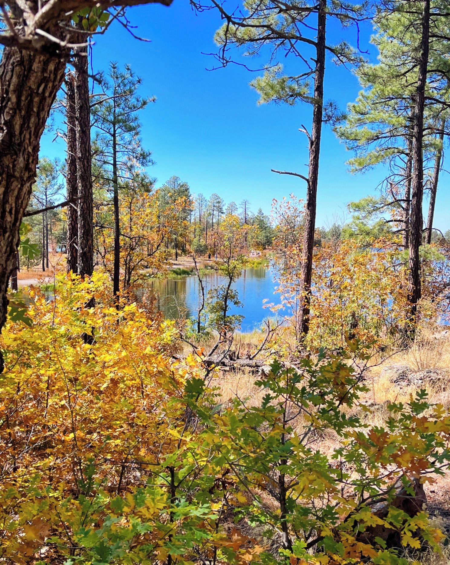 Woodland Lake