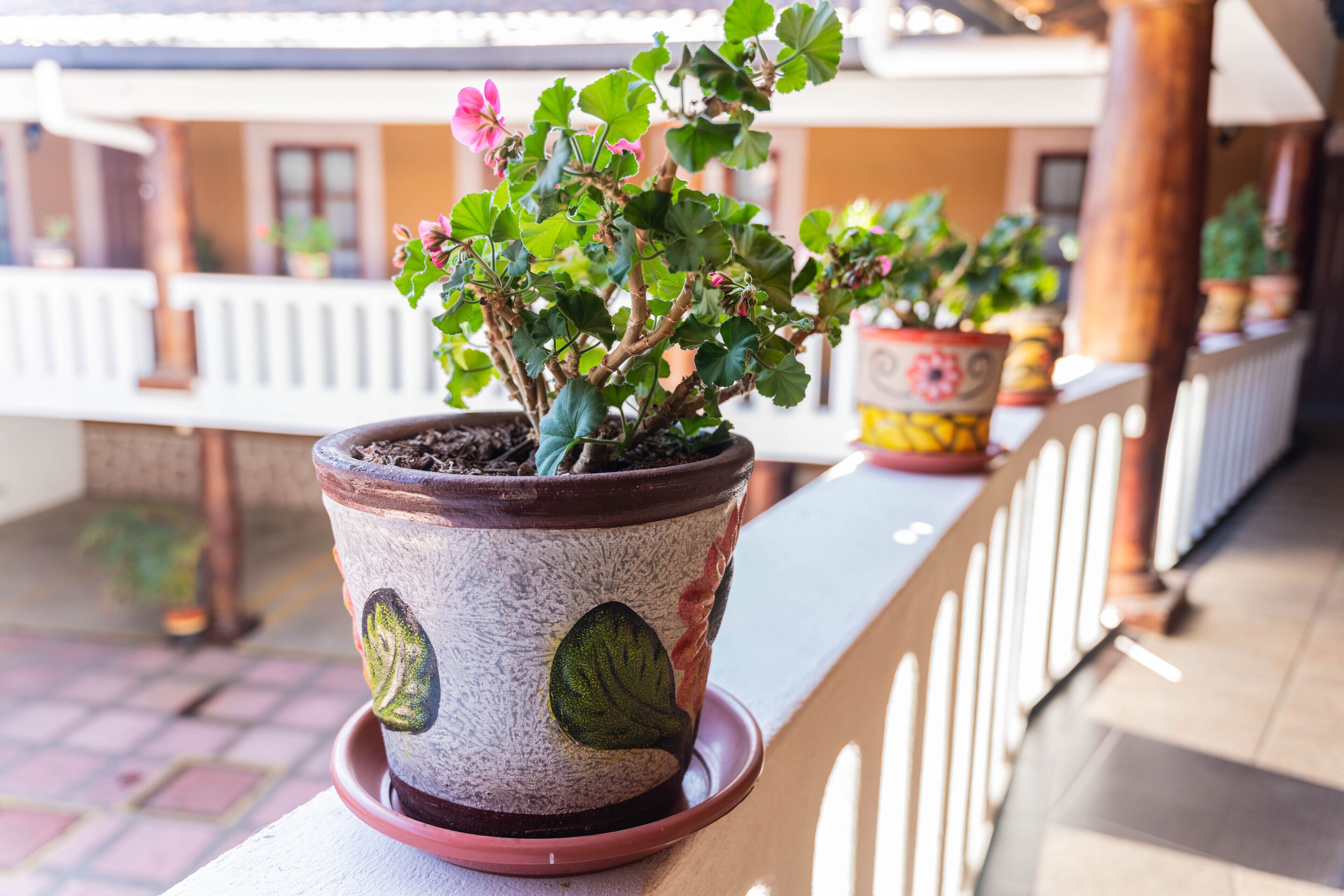 Uma planta em vaso sobre o corrimão de uma varanda.