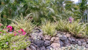 Un jardín con diversas plantas, rocas y una cascada pequeña.