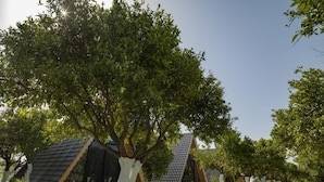 Cabañas tipo casa en los árboles con techos inclinados, rodeadas de árboles y senderos de grava.