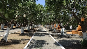 Un camino bordeado de árboles y bancos, evocando un parque o jardín.