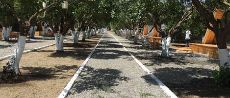 A pathway lined with trees and benches, suggesting a park or garden setting.